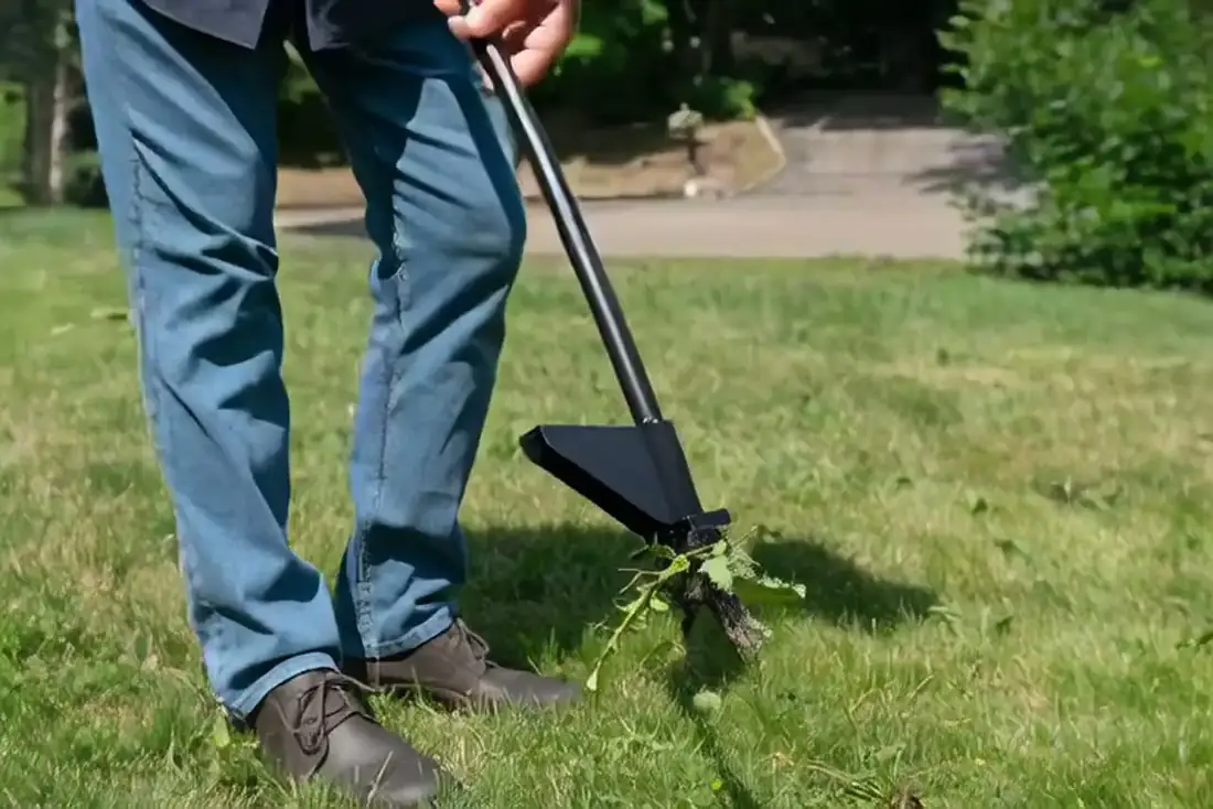 The Weed Hound stand-up weed puller lifting a dandelion out of a sunlit lawn by its full root