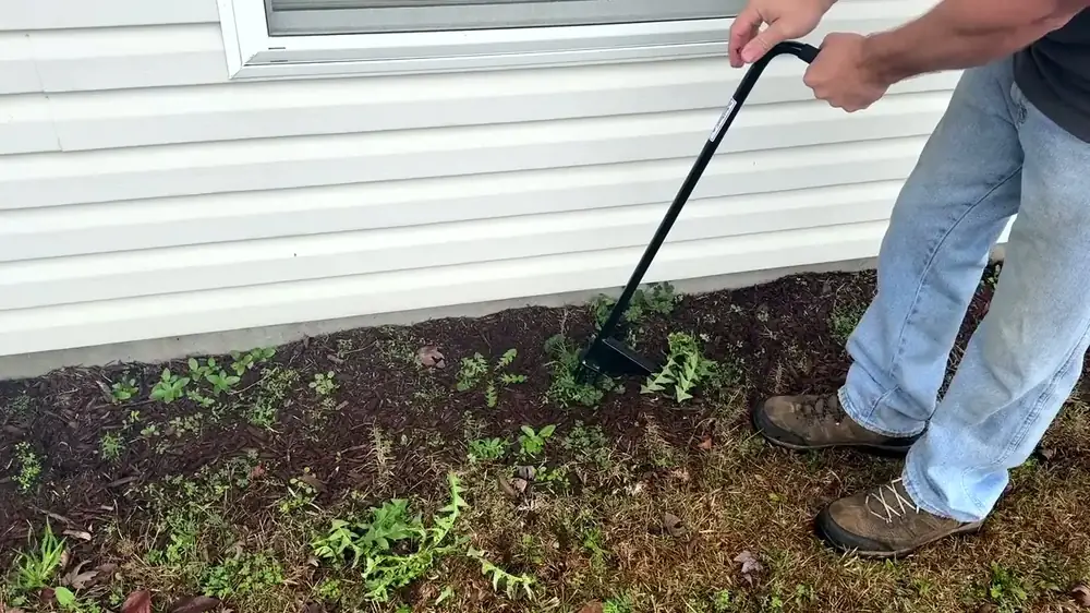 Side-by-side field test of The Weed Hound and Grampa's Weeder pulling dandelions from a lawn